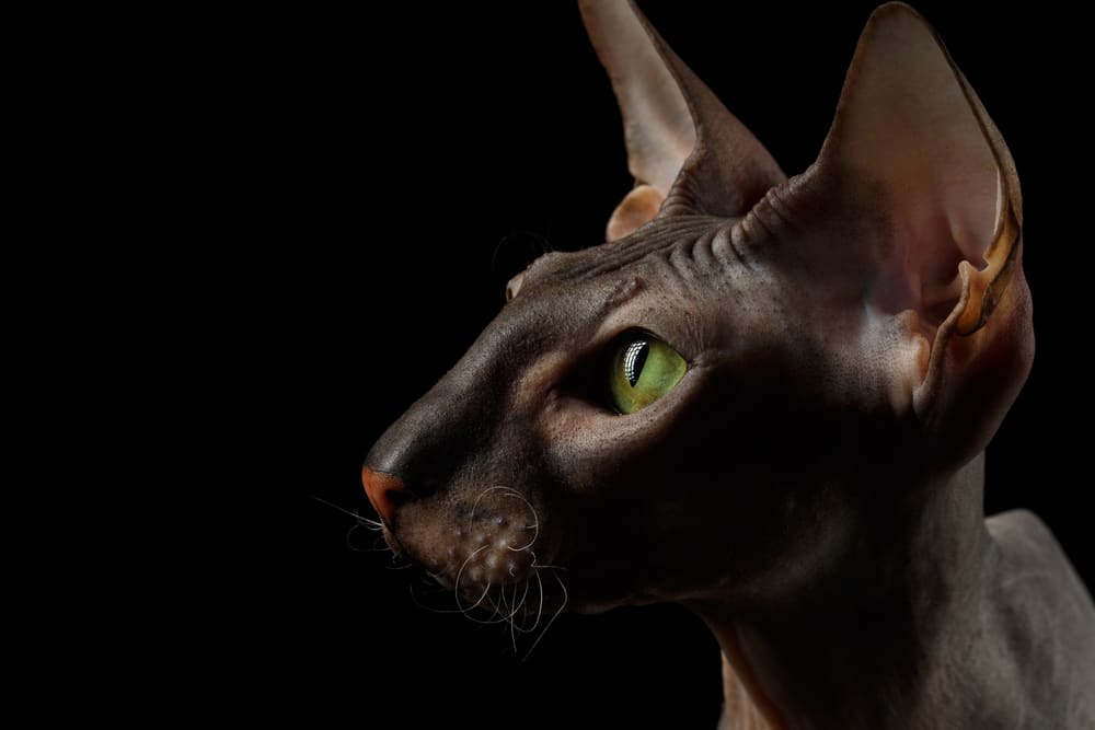 ภาพโคลสอัพของแมวเปลือยของ แมวปีเตอร์บัลด์ Peterbald มองตาสีเขียวของเขาบนพื้นหลังสีดำโดดเดี่ยวมุมมองโปรไฟล์
