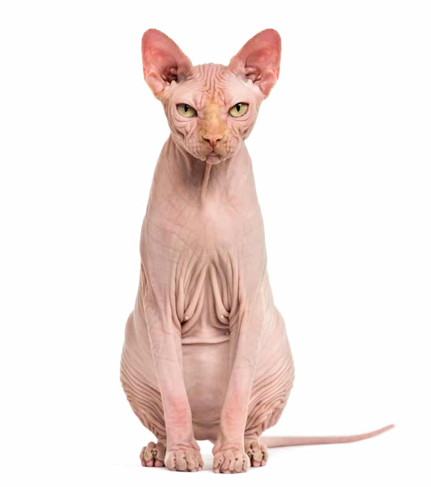 Sphynx Hairless Cat อายุ 4 ปี บนพื้นหลังสีขาว