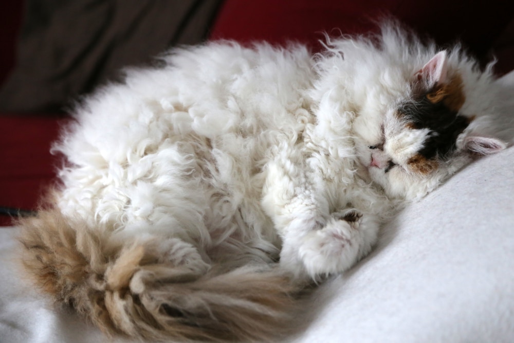 แมวเซลเคิร์กเร็กซ์นอนอยู่บนผ้าห่มนอนหลับ