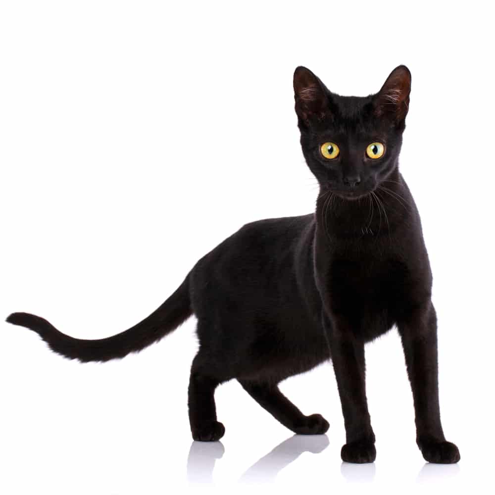 แมวดำ แมวเซเรนเจตี ที่มีตาสีเหลืองยืนอยู่บนพื้นหลังสีขาว