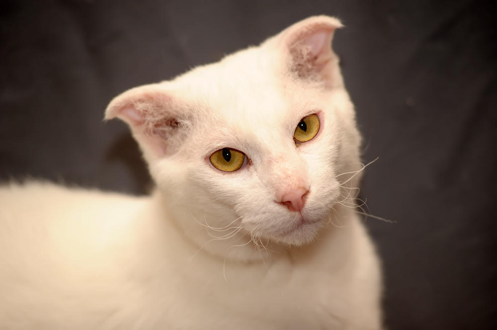 แมวยูเครเนียน เลฟคอย สีขาวบนพื้นหลังสีเทา