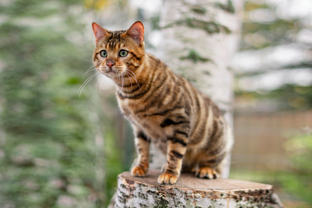 แมวทอยเจอร์บนต้นไม้บนพื้นหลังธรรมชาติในฤดูใบไม้ร่วง