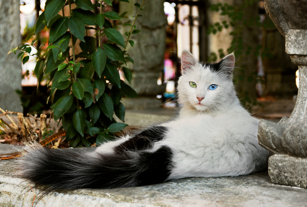 แมวแองโกร่าตุรกีตาประหลาดสีฟ้าและสีเขียว