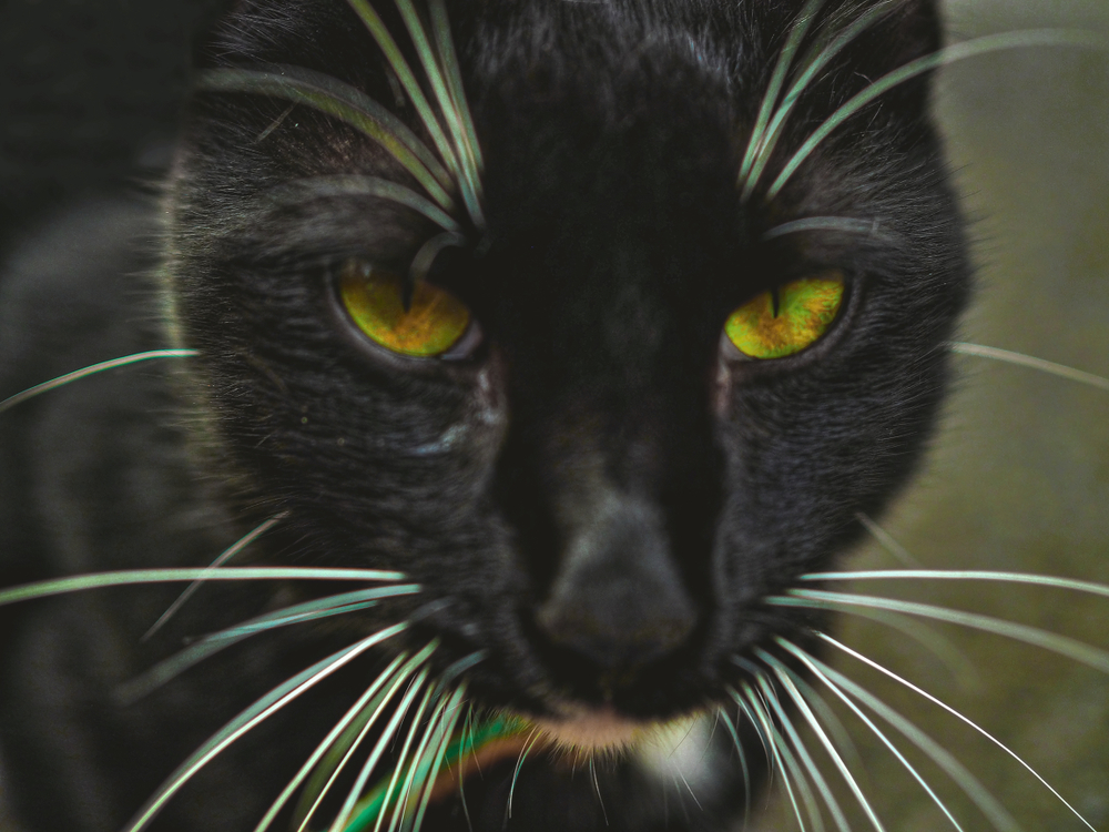 ปิดมุมมองบนใบหน้าของแมวด้วยตาสีเขียวใต้รถในท่าเรือในมาเดรา, โปรตุเกส, โคราช, พม่า, ยอร์คช็อกโกแลต, ศุภลักษณ์, แมวชาร์เทรอ, บริติชชอร์ตแฮร์