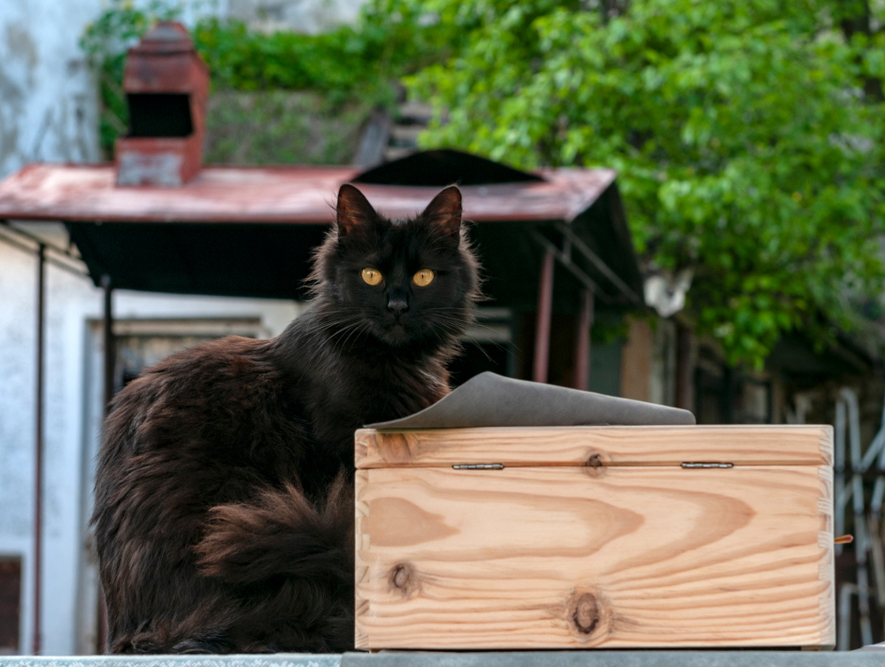 แมวยอร์คช็อกโกแลตใกล้กล่องไม้ในสวนหลังบ้าน