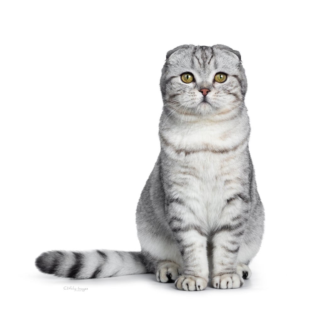 ลูกแมวแมวพันธุ์สก็อตติชโฟลด์สีเงินน่ารักนั่งตัวตรงมองกล้องด้วยตาสีเหลือง ที่แยกบนพื้นสีขาว. หางข้างลำตัว.
