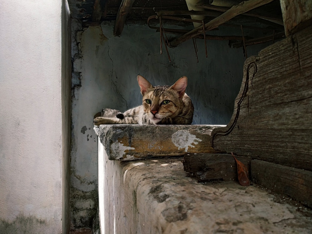 Sokoke เป็นแมวบ้านสายพันธุ์ธรรมชาติที่ได้รับการพัฒนาและกำหนดมาตรฐาน เริ่มขึ้นในช่วงปลายทศวรรษ 1970 จากดินแดน khadzonzo ที่ดุร้ายทางตะวันออกของชายฝั่งเคนยา