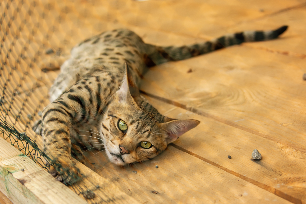 แมวอุสซูรี มุมมองด้านข้างของใบหน้าบนพื้นหลังเบลอ แมวป่าหน้าเศร้าในกรงขัง