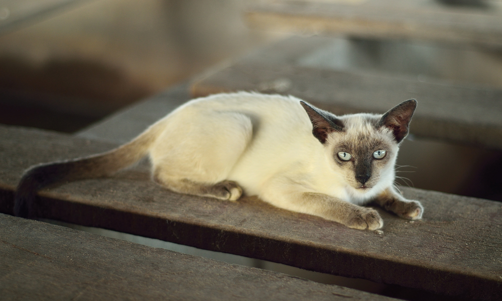 แมวไทยเป็นแมวพื้นเมืองหรือแมวสยามโบราณ