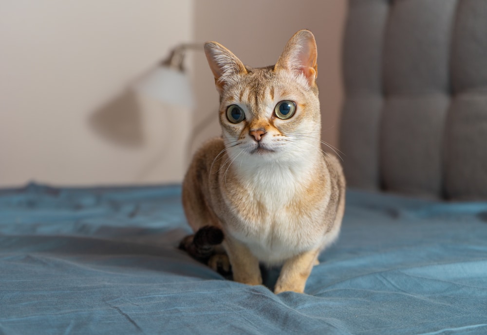ภาพเหมือนของแมว singapura (ชื่อสายพันธุ์แมว) ที่น่ารัก ภาพถ่ายของสัตว์เลี้ยงในบ้าน