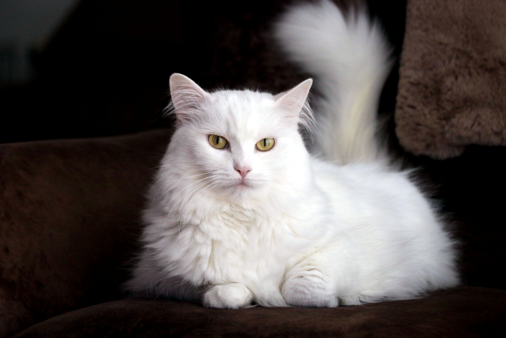 แมวตุรกีสีขาวในห้องนั่งเล่นนอนอยู่บนโซฟาพื้นหลังสีน้ำตาล