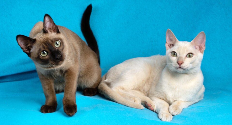 แมวตัวเมียพันธุ์ท็องกินีสพันธุ์ดีสองตัวสีกวางและแมวน้ำมิงค์นั่งบนพื้นผ้าสีฟ้า