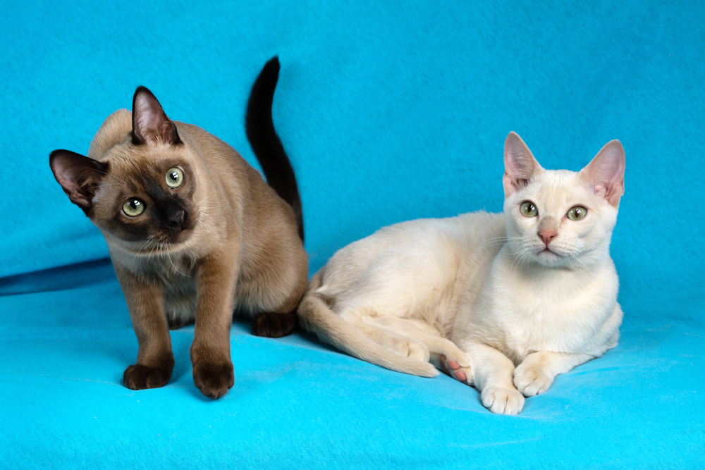 แมวตัวเมียพันธุ์ท็องกินีสพันธุ์ดีสองตัวสีกวางและแมวน้ำมิงค์นั่งบนพื้นผ้าสีฟ้า