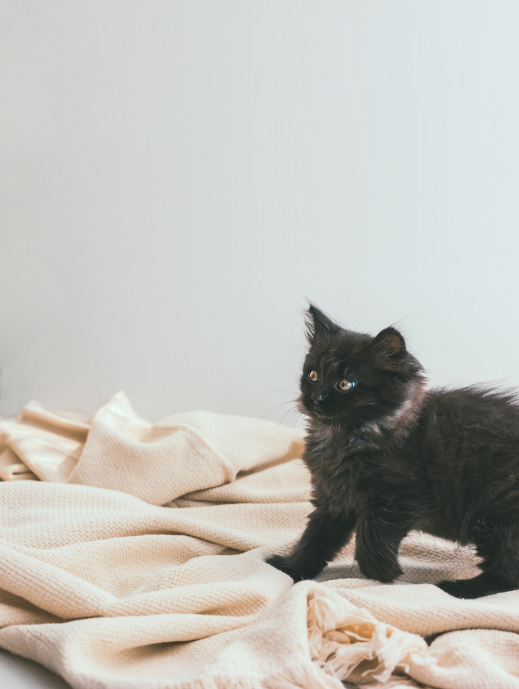 ลูกแมวน้อยน่ารักขนยาวสีเทาเข้มนอนอยู่บนผ้าห่มผ้าฝ้ายสีเบจกับลูกบอลปอกระเจาลายทาง แมวยอร์ค ช็อกโกแลต
