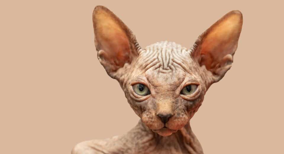 แมวสฟิงซ์ - ลูกแมวตัวเล็กอายุสองเดือน สายพันธุ์แมวไม่มีขน