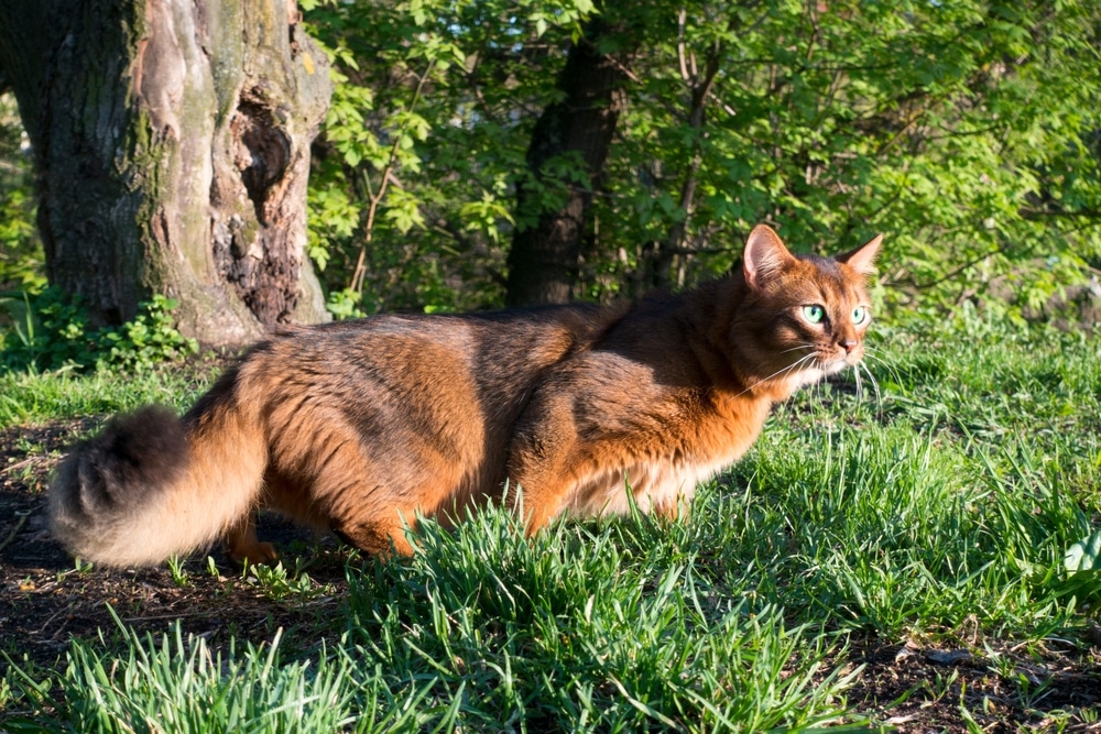 แมวแดงพันธุ์โซมาลีบนพื้นหญ้าสีเขียวท่ามกลางต้นไม้ในวันที่แดดจัดในฤดูร้อน