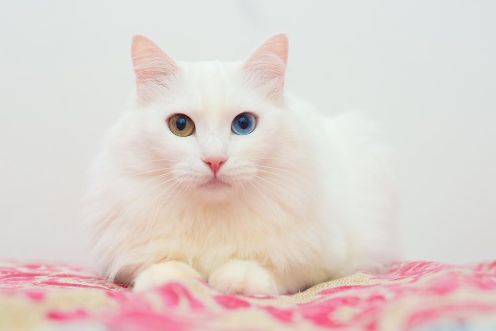 ตุรกีแองโกร่าสีขาวน่ารักที่มีดวงตาสีๆนอนอยู่บนเตียงและมองไปข้างหน้า