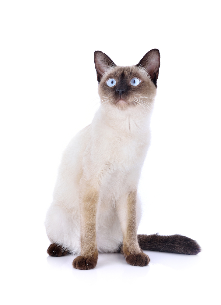 แมวไทยเป็นแมวดั้งเดิมหรือแมวสยามโบราณ