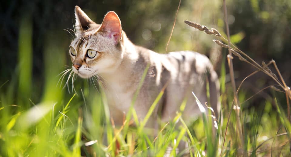 แมวสิงคโปร์ในหญ้า