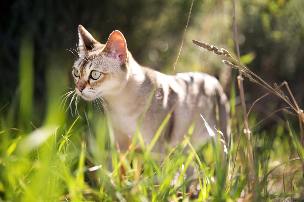 แมวสิงคโปร์ในหญ้า