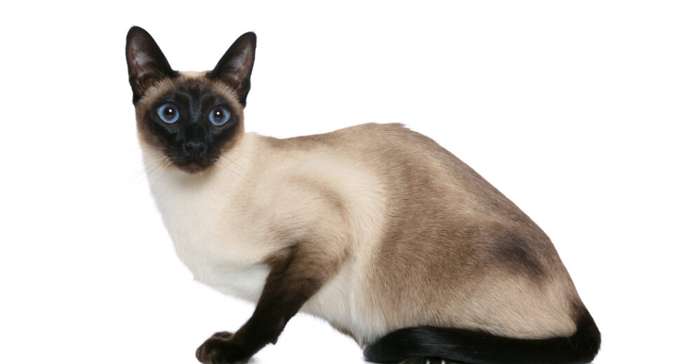 Old style Siamese