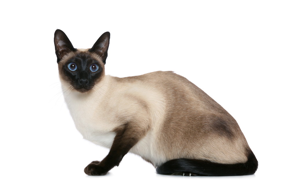 Old style Siamese