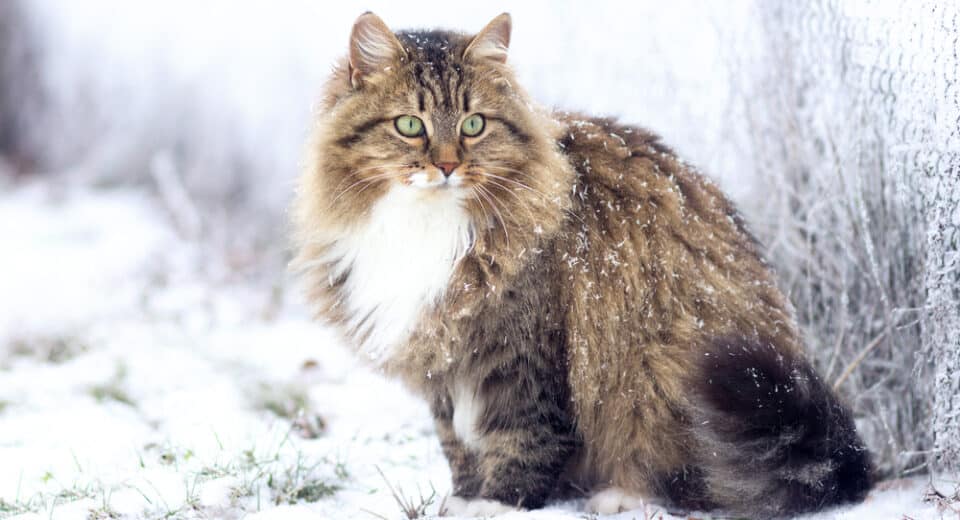 ภาพฤดูหนาวของแมวไซบีเรียนแสนสวยนั่งอยู่บนหิมะ