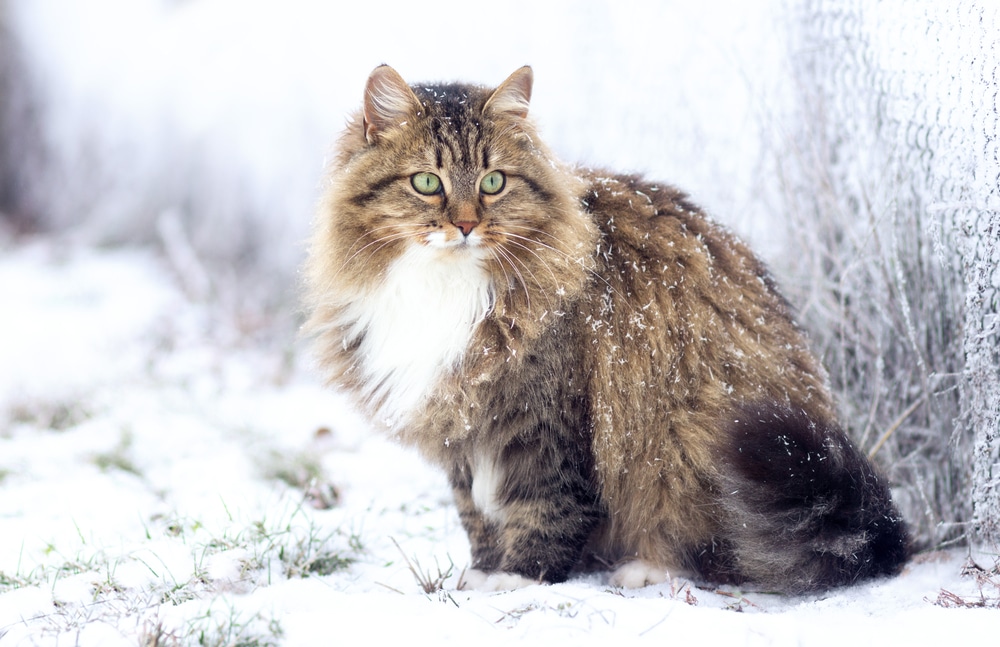 ภาพฤดูหนาวของแมวไซบีเรียนแสนสวยนั่งอยู่บนหิมะ