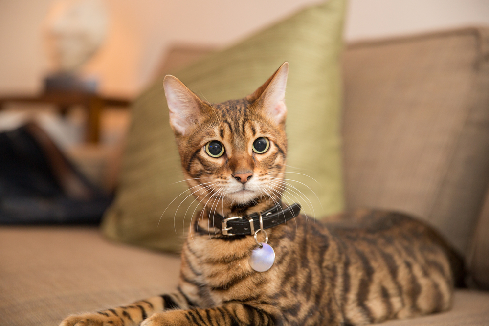 ลูกแมวทอยเจอร์น่ารักมีปลอกคอนอนอยู่บนโซฟาในห้องนั่งเล่นโดยมีหมอนอยู่ด้านหลัง - แมวลายทาง