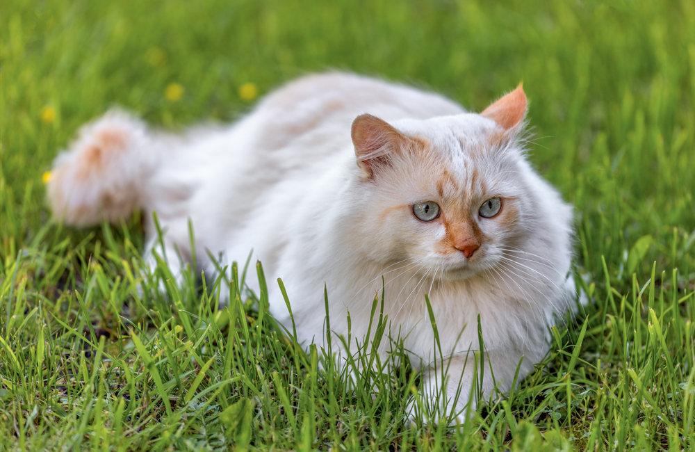 แมวพันธุ์เตอร์กิชแวน(แวนเคดิซี) หรือตุรกีแองโกร่านอนอยู่ในสวนบนหญ้าสีเขียวในสวน