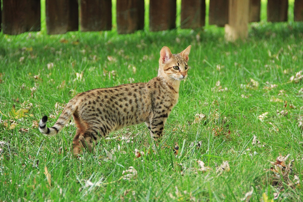 แมวซาวันนาห์. ลูกแมว Serval Savannah สีทองลายจุดสวยงามบนสนามหญ้าสีเขียว