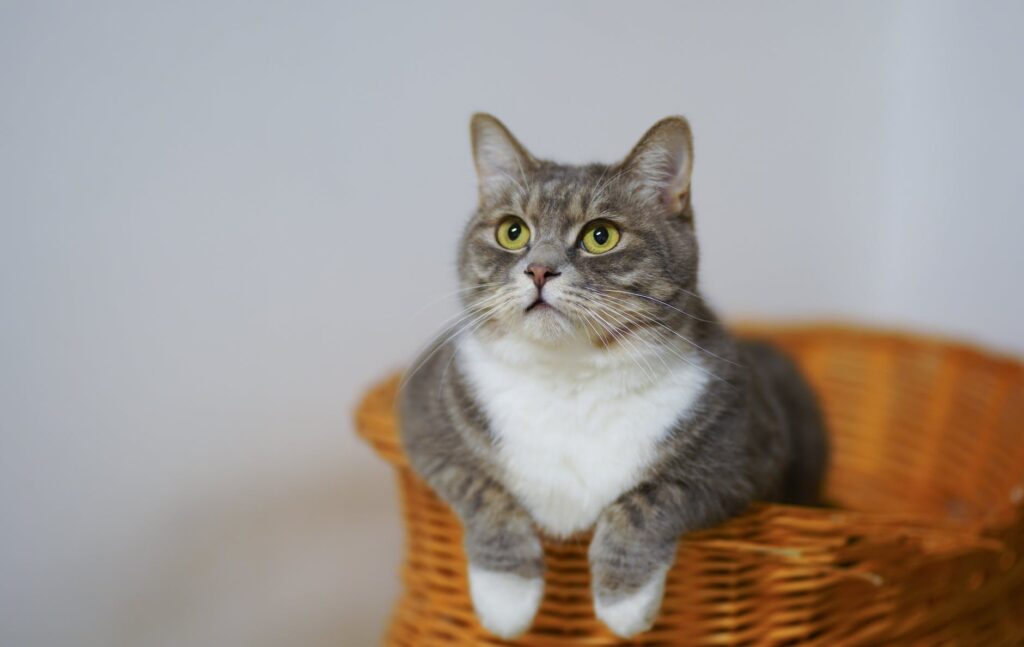 european shorthair cat on a woven basket