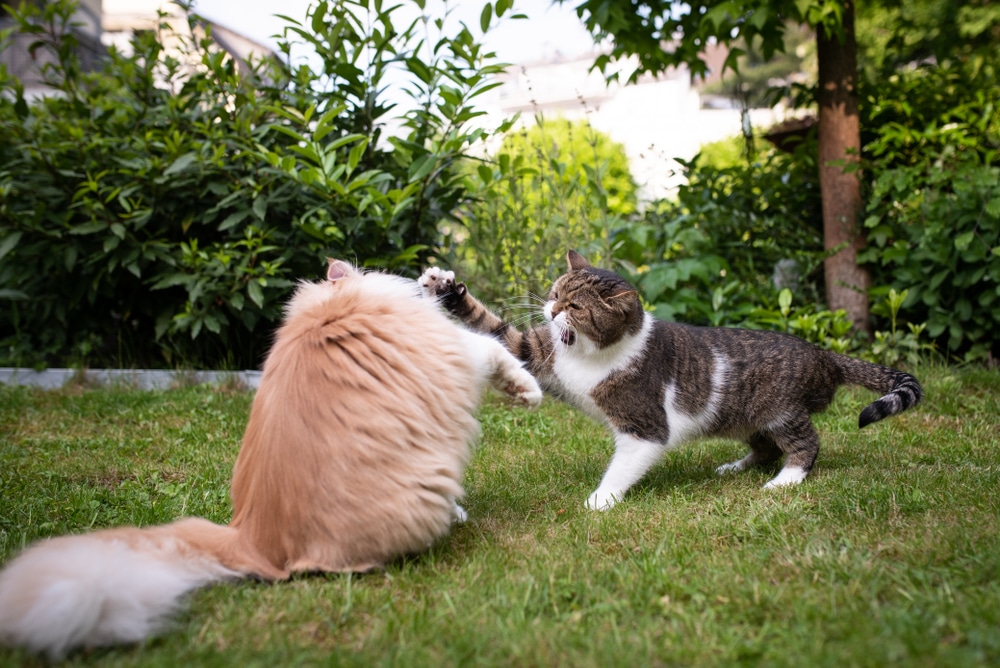 แมวสองตัวต่อสู้กันในสนามหลังบ้าน บริติชชอร์ตแฮร์ก้าวร้าว