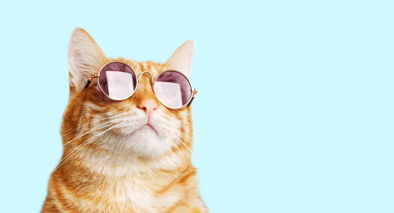 ภาพโคลสอัพของแมวขิงตลกสวมแว่นกันแดดที่แยกออกมา