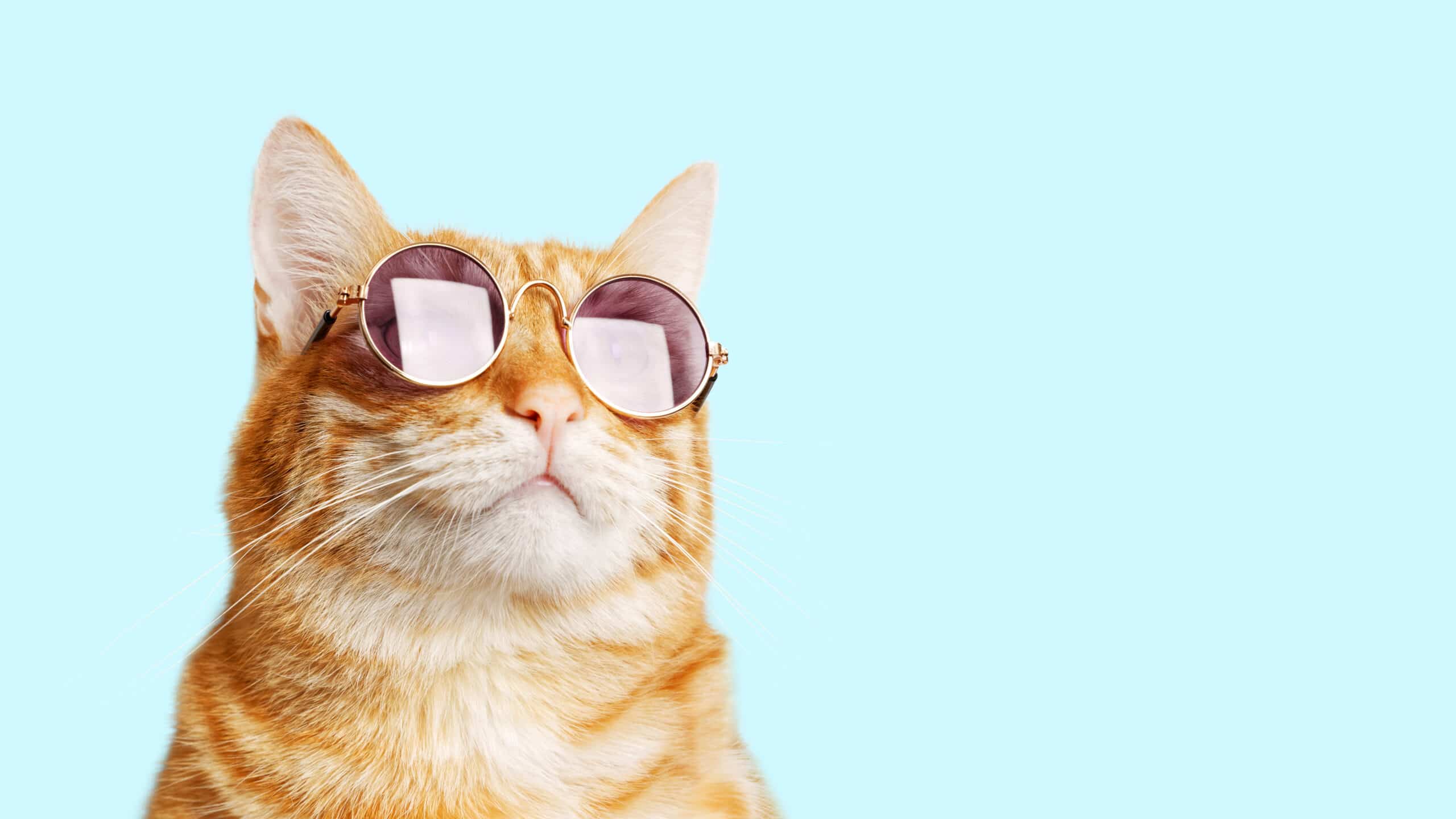 ภาพโคลสอัพของแมวขิงตลกสวมแว่นกันแดดที่แยกออกมา
