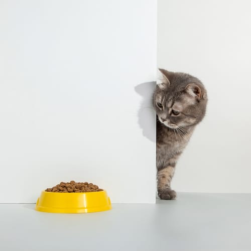 แมวมอง อาหารแมว