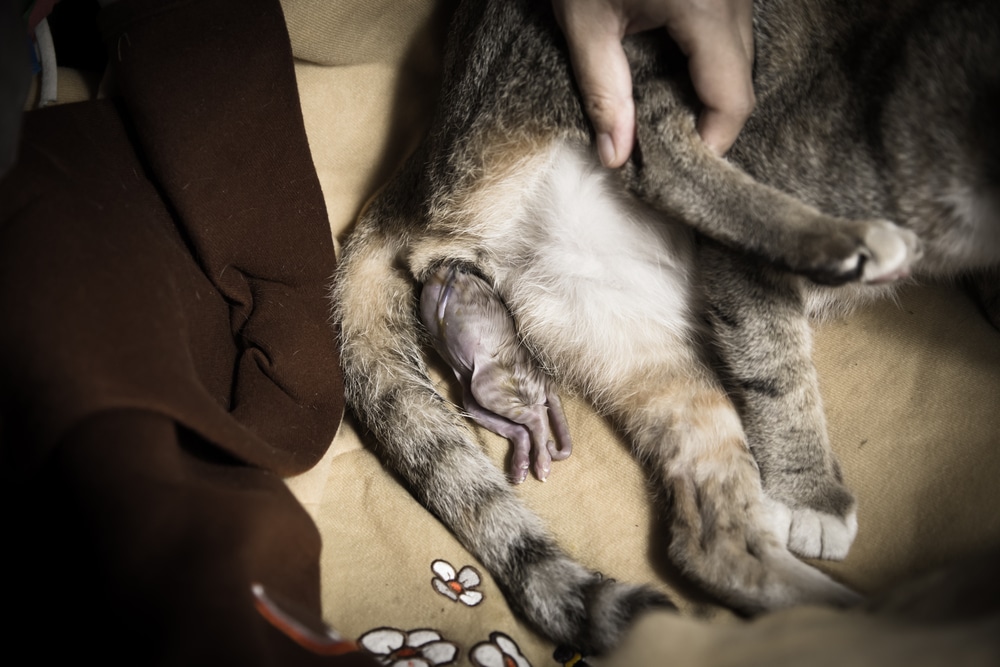 Dystocia เป็นภาวะที่ยากต่อการให้กำเนิดแมวในครรภ์