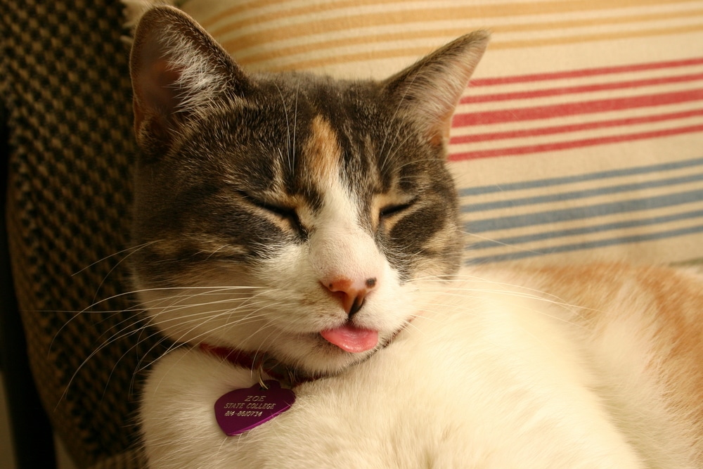 Cat,With,Tounge