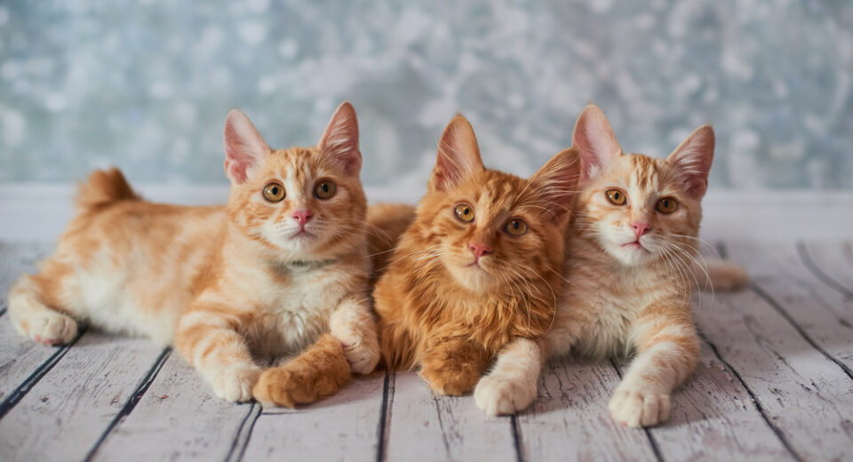 ภาพถ่ายของแมวหางสั้นอเมริกันสีแดงตลก ๆ สามเดือน