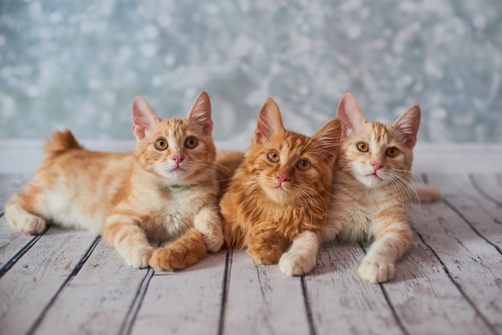 ภาพถ่ายของแมวหางสั้นอเมริกันสีแดงตลก ๆ สามเดือน
