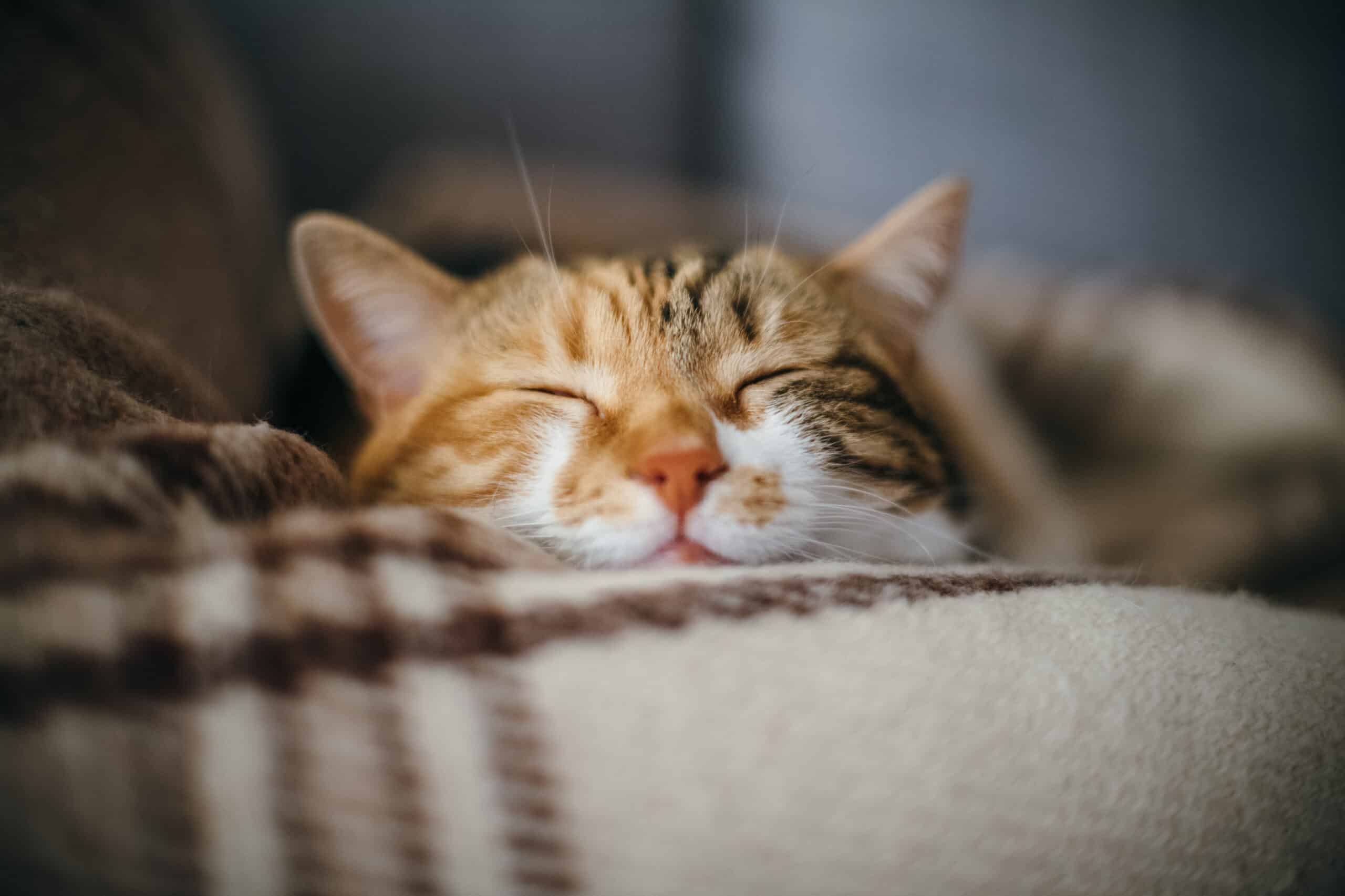มุมมองด้านหน้าของแมวแสนสวยน่ารักนอนหลับอยู่ในความฝันของเธอ