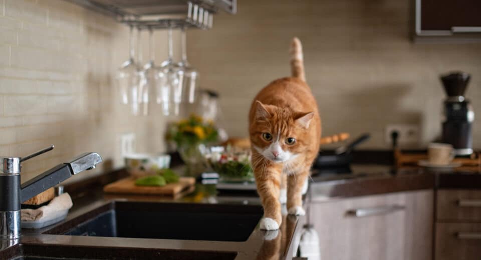 แมวอวดดีอวดดีเดินบนโต๊ะในครัว ห้องครัวมีสไตล์