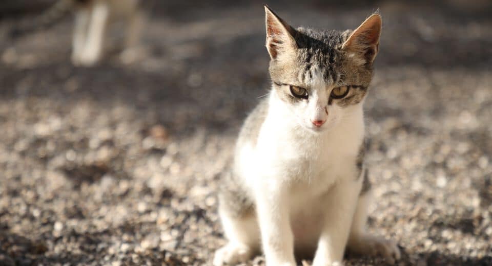 อินเดีย 28 มกราคม 2021 พฤติกรรมของลูกแมว Pooing Kitten Cat