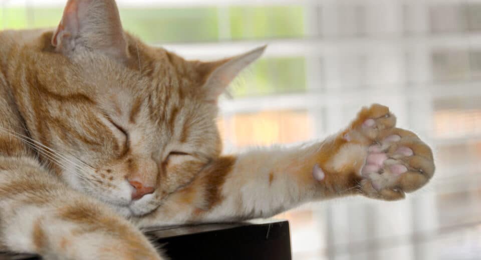 แมวสีส้ม Polydactyl หายากแสดงอุ้งเท้าขนาดใหญ่พร้อมนิ้วเท้าพิเศษ