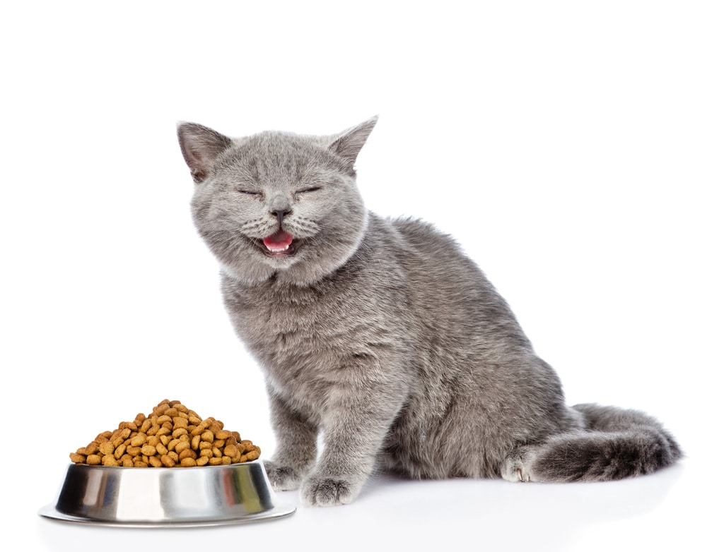 Happy Cat นั่งกับชามอาหารแห้งสำหรับสัตว์เลี้ยง