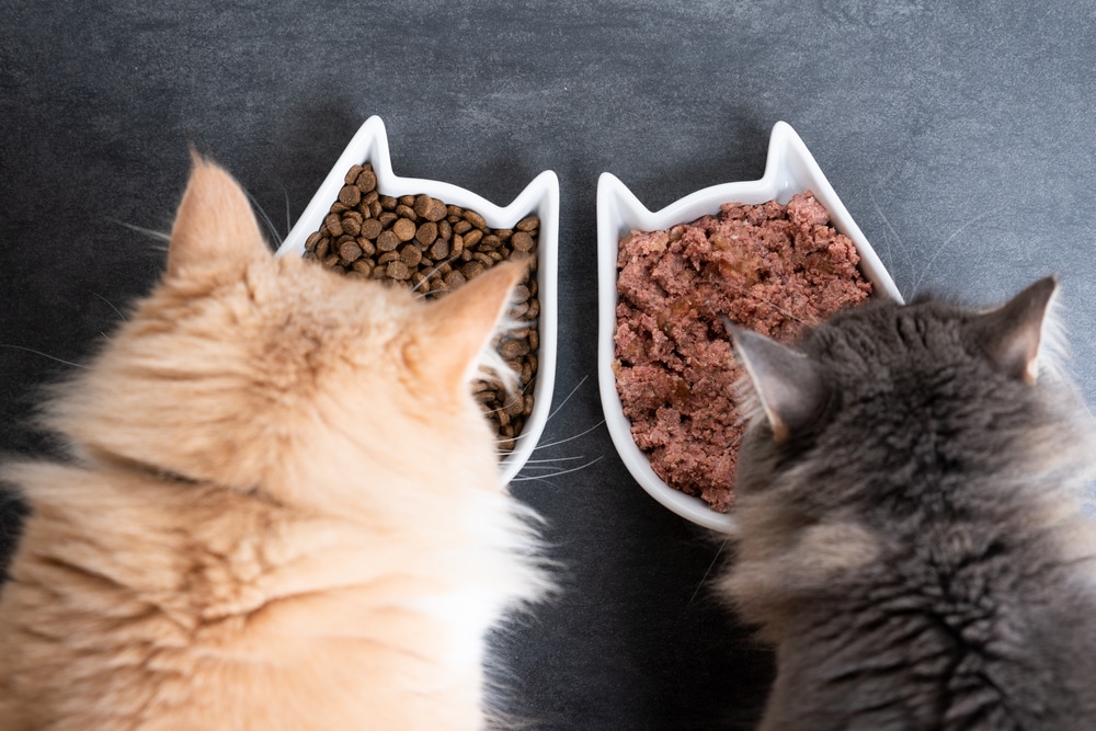 มุมมองด้านบนของแมวสองตัวกินอาหารสัตว์เปียกและแห้งจากจานให้อาหารเซรามิก