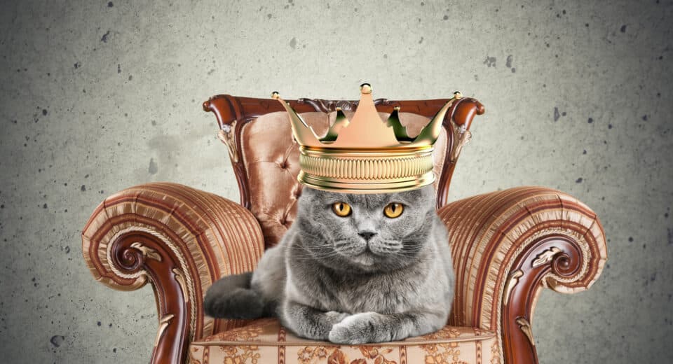 แมวบ้านน่ารักสวมมงกุฏกษัตริย์นั่งอยู่บนก