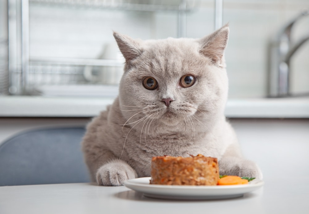 แมวและจานอาหารสัตว์เลี้ยงในครัวในบ้าน เลือกโฟกัส
