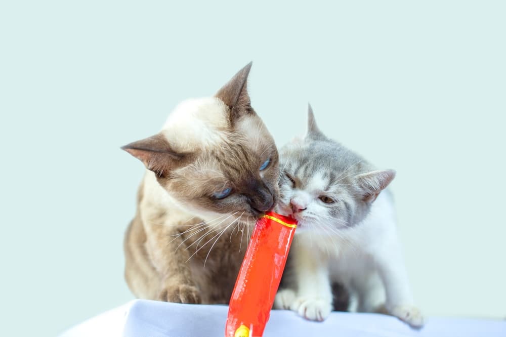 แมวสองตัวกินขนมบนพื้นหลังสีน้ำเงิน แมวใช้ลิ้นเลียขนมแมวซองแดง แมวกินขนมอร่อย