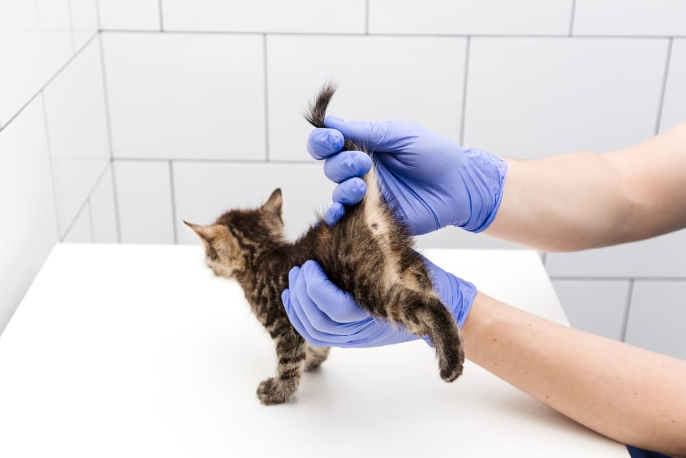 ตรวจและรักษาลูกแมวโดยหมอที่คลินิกสัตว์ที่แยกตัวออกมาบนพื้นหลังสีขาว การฉีดวัคซีนของสัตว์เลี้ยง มองลงไปที่หาง .